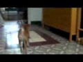 Iyokan et sa balle.flv