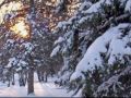 Crash Test Dummies - Winter Song... - Winter ecards - Seasons Greeting Cards