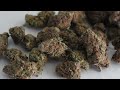 Purple Urkle / Purple Urkel & Lemon Kush Nugs Close Up Macro High Def HD 1080p