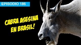 Cabra Asesina de Brasil! l whatdafaqshow.com