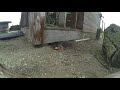 Hillbilly Gopher Trap - 12 gauge, fishing string, rat trap