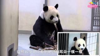 探視圓仔英雄阿嬷 祖孫個性一脈相承 Meet Giant Panda Yuan Zai's Grandma Lei Lei