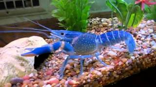Lagosta Azul
