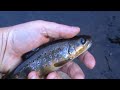 Fly Fishing for Brown Trout - River Derwent