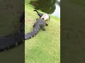 Gator fight on golf course