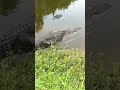 Gator fight on golf course
