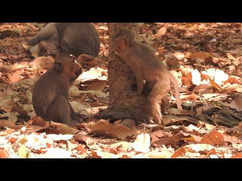 Video funny, The video of the monkey on the lawn rejoicing his mother