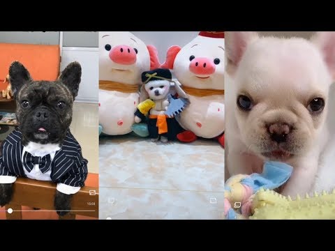 Awesome funny dog pet pet life