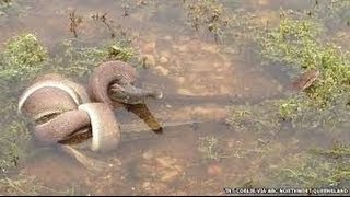 EPIC ANIMAL FIGHT - Snake EATS Crocodile in Battle at Australian Lake. CRAZY IMAGES