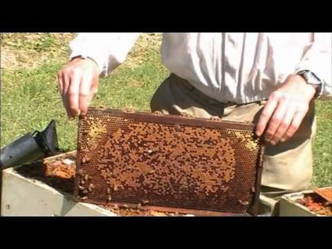 american brood foulbrood foul identifying signs disease bees
