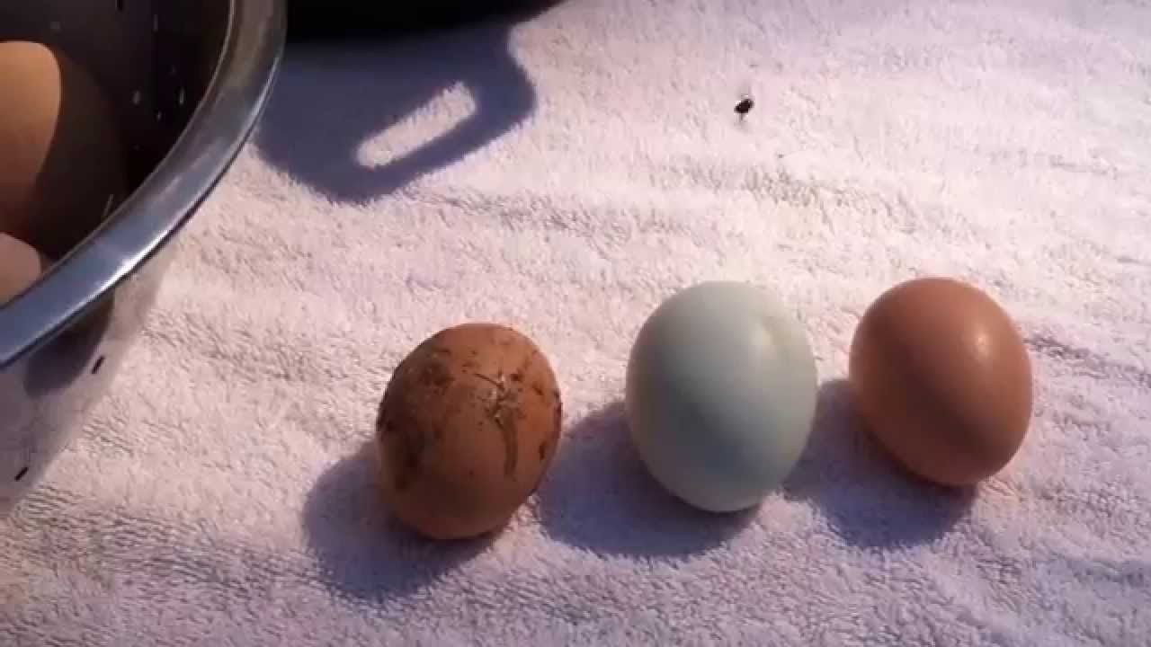 eggs cleaning