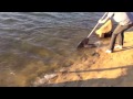 Castaic Lake Swimbait Striper 2013