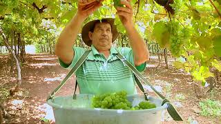 Produtores de uvas de altitude iniciam colheita no Vale do Rio do Peixe