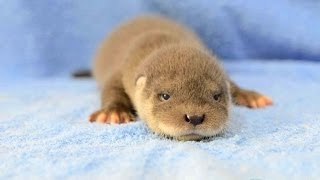 水獺兄弟打開雙眼看世界 European Otter Brothers Open Their Eyes