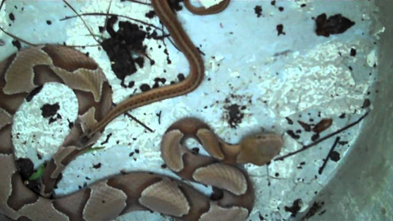 Scary Snakes YouTube