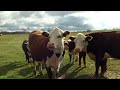 Georgeous Hereford Cows and Bull in Field