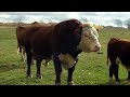 Georgeous Hereford Cows and Bull in Field