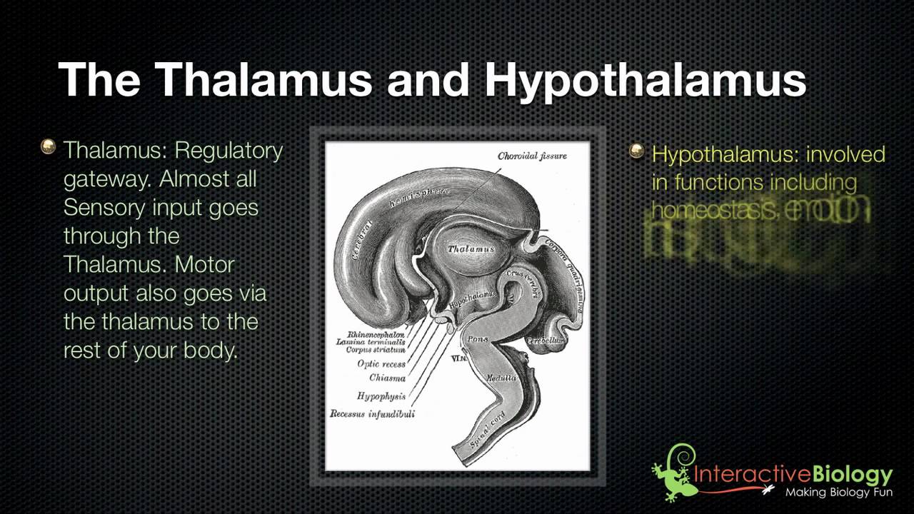 028 The Thalamus and Hypothalamus - YouTube