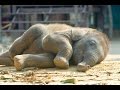 Elephant Wakes Up at the Santa Barbara Zoo Elephant Wakes Up at the Santa Barbara Zoo