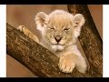 Cute little lion cub sings you... - Happy Birthday ecards - Birthday Greeting Cards