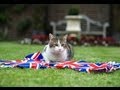 British PM Denies Downing Street Cat is Unloved