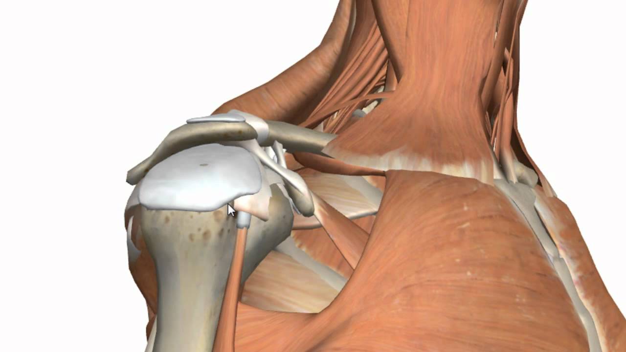 Shoulder Joint - Glenohumeral Joint - 3D Anatomy Tutorial - YouTube
