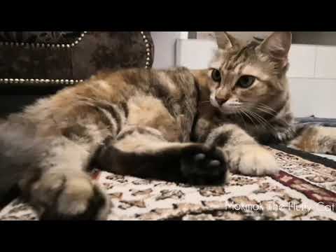 Mokmok the fluffy cat
