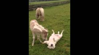 Staffy and Minihorse Bonding Session