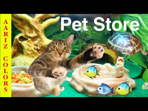 Aariz visiting pet store funny video/Cat, snake, turtle, hamster, birds and fish aquarium.