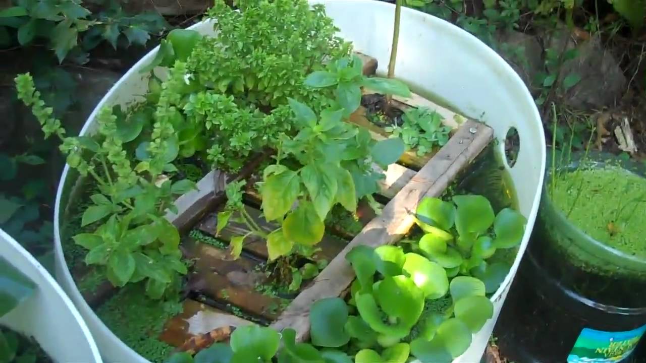 Pee Pee-ponics experiment results- hydroponics without the ...