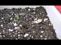 Medical Marijuana grow day 4 week 1 (what grow420guide is about)
