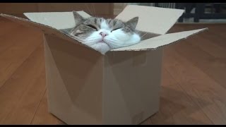 箱とねこ１６。-Box and Maru16.-