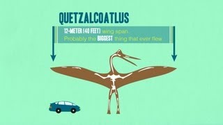 IDTIMWYTIM: Bird or Dinosaur? IDTIMWYTIM: Bird or Dinosaur?
