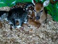 Baby Deer & Baby kitten in love!