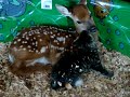 Baby Deer & Baby kitten in love!