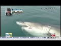 Great white shark swims up to fishermen