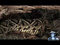 Florida's Venomous Snakes 10/10 - Diamondback Rattlesnake