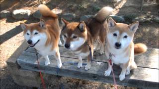 柴犬ひかいちめろ　スリーショット撮影会　Three lovely Shibas