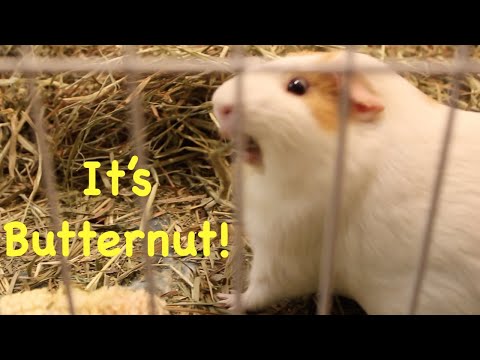 Butternut the guinea pig mildly confused