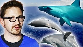 New Species of Hammerhead Shark! - Earth Juice - Earth Unplugged