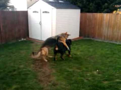 slow glamour pretty girl fuck hot chick fucking german shepherd