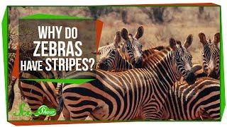 Why Do Zebras Have Stripes?