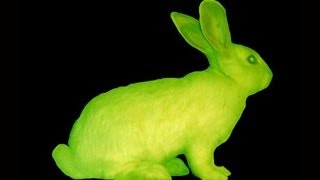 Glow In The Dark Rabbits? -- Mind Blow #70