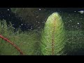 Planted tank