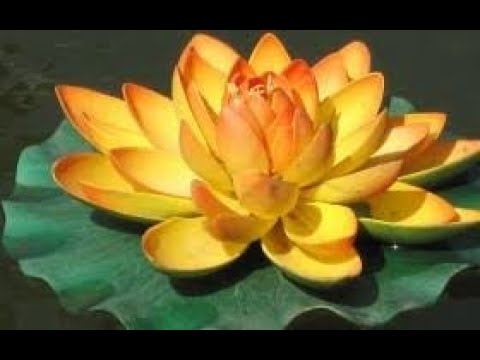 Kinh Nghiệm Tu Niệm Phật Của Các Vị Tổ Sư