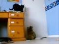 Deux chats essayant de résoudre le mystère d'une porte !