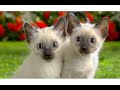 Happy Birthday Twins! - Specials ecards - Birthday Greeting Cards