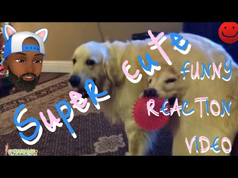 Right Moment Pics 🤣 Photo fun girl 👧 Funny videos 😂 Funny pics compilation Reaction Video