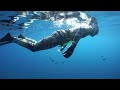 Spearfishing World Record Grouper and giant Lobsters