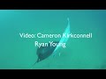 Spearfishing World Record Grouper and giant Lobsters